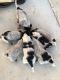 Queensland Heeler Puppies for sale in Piru, CA, USA. price: $550