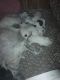 Queensland Heeler Puppies for sale in Delhi, CA 95315, USA. price: $300