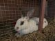 Rabbit Rabbits for sale in Lutz, FL 33559, USA. price: NA