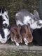 Rabbit Rabbits for sale in Aurora, CO, USA. price: NA