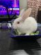 Rabbit Rabbits for sale in Stroudsburg, PA 18360, USA. price: $60