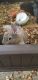 Rabbit Rabbits for sale in 1962 W Green Tree Dr, Queen Creek, AZ 85142, USA. price: NA