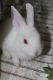 Rabbit Rabbits for sale in Tiruvannamalai, Tamil Nadu, India. price: 500 INR