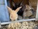 Rabbit Rabbits for sale in New London, NH 03257, USA. price: NA