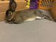 Rabbit Rabbits for sale in Warwick, RI, USA. price: NA