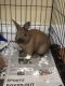 Rabbit Rabbits for sale in Brockton, MA, USA. price: NA