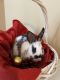 Rabbit Rabbits for sale in Rock Hill, SC, USA. price: $20