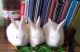 Rabbit Rabbits for sale in Bengaluru, Karnataka, India. price: 1600 INR
