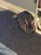 Rabbit Rabbits for sale in Clarksville, TN, USA. price: NA