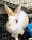 Rabbit Rabbits for sale in Hillside, NJ 07205, USA. price: NA