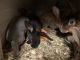 Rabbit Rabbits for sale in Pflugerville, TX, USA. price: NA