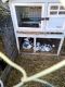 Rabbit Rabbits for sale in Owensboro, KY, USA. price: $10