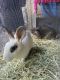 Rabbit Rabbits for sale in Mt Dora, FL 32757, USA. price: NA
