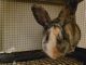 Rabbit Rabbits for sale in Cheshire, CT, USA. price: NA