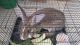 Rabbit Rabbits for sale in Ongole, Andhra Pradesh, India. price: 1500 INR