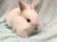 Rabbit Rabbits for sale in Aurora, IL, USA. price: $80