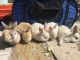 Rabbit Rabbits for sale in 4409 Moonstone Dr, Los Angeles, CA 90032, USA. price: NA