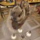 Rabbit Rabbits for sale in Frederick, MD, USA. price: NA
