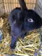 Rabbit Rabbits for sale in Horn Lake, MS, USA. price: $25
