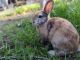 Rabbit Rabbits for sale in Polk County, FL, USA. price: $150