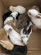 Rabbit Rabbits for sale in Myakka City, FL 34251, USA. price: NA