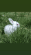 Rabbit Rabbits