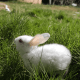 Rabbit Rabbits