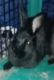 Rabbit Rabbits for sale in St David, IL, USA. price: $20