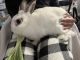 Rabbit Rabbits for sale in San Jose, CA, USA. price: NA