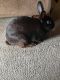 Rabbit Rabbits for sale in Twin City, GA 30471, USA. price: NA