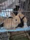 Rabbit Rabbits for sale in Holly Springs, NC, USA. price: $25