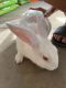 Rabbit Rabbits for sale in Santa Ana, CA, USA. price: $50
