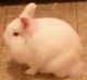 Rabbit Rabbits for sale in DuBois, PA 15801, USA. price: $100