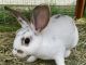 Rabbit Rabbits for sale in Fraser, MI 48026, USA. price: $30