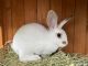 Rabbit Rabbits for sale in Fraser, MI 48026, USA. price: NA