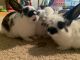 Rabbit Rabbits for sale in 2059 Graystone Dr, St Charles, MO 63303, USA. price: NA