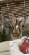 Rabbit Rabbits for sale in Mt Sterling, KY 40353, USA. price: $30