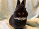 Rabbit Rabbits for sale in Kuna, ID 83634, USA. price: $30