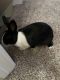 Rabbit Rabbits for sale in Conroe, TX, USA. price: $70
