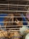 Rabbit Rabbits for sale in Havelock, NC 28532, USA. price: NA