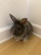 Rabbit Rabbits for sale in 315 Cypress Ln, Havelock, NC 28532, USA. price: $200
