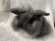 Rabbit Rabbits for sale in Bryant, SD 57221, USA. price: NA