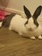Rabbit Rabbits for sale in Montebello, CA, USA. price: NA