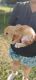 Rabbit Rabbits for sale in Weiser, ID 83672, USA. price: $35