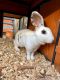 Rabbit Rabbits for sale in Prince George, VA, USA. price: $40