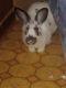 Rabbit Rabbits for sale in Silver Creek, MS 39663, USA. price: $50