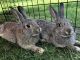 Rabbit Rabbits for sale in Germantown, NY 12526, USA. price: $5
