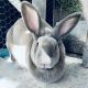 Rabbit Rabbits for sale in Lebanon, Missouri. price: $100