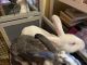 Rabbit Rabbits for sale in Shalimar, Florida. price: $40
