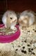 Rabbit Rabbits for sale in Austin, TX, USA. price: NA